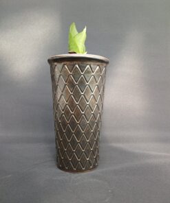 Sansevieria Zeilani en Maceta Cerámica Bronce